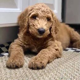 Australian Labradoodle, Bernedoodle, and Goldendoodle Puppies from Frosty & Ginger Co Home of Doodles