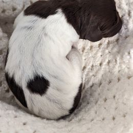 Demi - Liver and white German Shorthaired Pointer puppy in Graham, Washington from Dali and Company