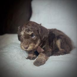FUDGE - Brown and white male Aussiedoodle puppy in Houston, Texas from Jomelkin Furry Pals