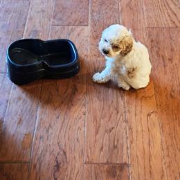 Aussiedoodle and Cockapoo Puppies from Ouachita River Cockapoos