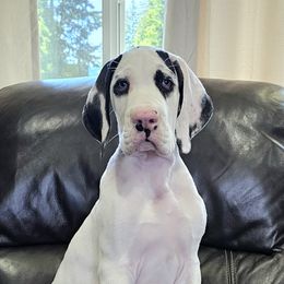 Great Dane Puppies from Uber Alles Great Danes