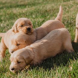 Golden Retriever Puppies from Rocky Mountain Field Goldens
