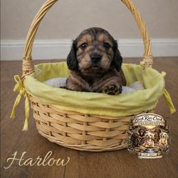 Harlow - Cream female Dachshund puppy in Greenfield, Ohio from Buck Run Creek Dachshunds