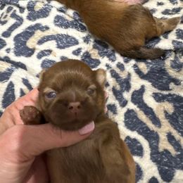 Brodie - Liver male Shih Tzu puppy in Mineola, Texas from RL Phillips Shihtzus