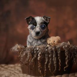 Australian Cattle Dog and Collie Puppies from Blackberry Hills