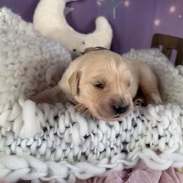 Girl 4 (Argus) (mint collar) - Light golden female Golden Retriever puppy in Hubbard, Ohio from Whickering Pines Golden Retrievers