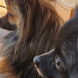 Pomeranians from Sherlock’s Poms