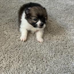 Panda Bear - Tri-colored male Pomeranian puppy in Cheektowaga, New York from Luxe Legacy Pomeranians