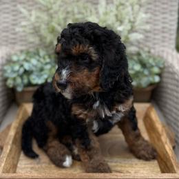 Koda - Phantom male Bernedoodle puppy in Perrysville, Ohio from Pleasant Valley Bernedoodles