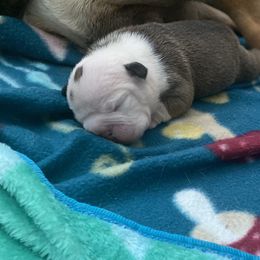 Bulldog Puppies from Bulldawg Vee