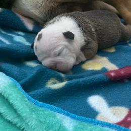 Bulldog Puppies from Bulldawg Vee