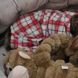 Miniature Schnauzers from Violet’s Meadows