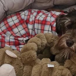 Miniature Schnauzers from Violet’s Meadows