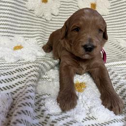 Steffy - Red  female Goldendoodle puppy in Placerville, California from New Dawn Poodles and Doodles