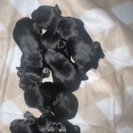 Girl 1 - Black and silver female Miniature Schnauzer puppy in Center Ridge, Arkansas from J Bar B Kennels