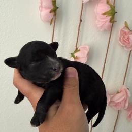 Romeo - Black male Poodle puppy in Lathrop, California from Stellar Poodles