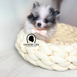 Boy 1 - Hughes - Blue merle male Pomeranian puppy in Idaho Falls, Idaho from Country Life Pomeranians