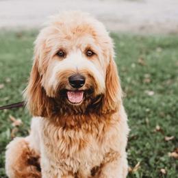 Stella - Australian Labradoodle
