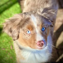 Miniature Australian Shepherd Puppies from Dusty Spring Australian Shepherds
