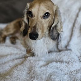 Zeus - Dachshund