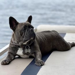 French Bulldogs from Stonecreek Bulldogs