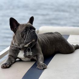 French Bulldogs from Stonecreek Bulldogs