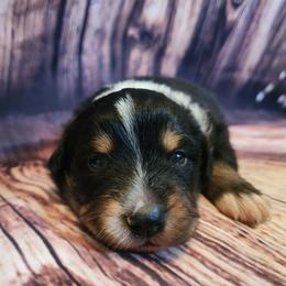 Snoopy - Black tri male Miniature Australian Shepherd puppy in Macomb, Missouri from Faunus Farms and Aussies