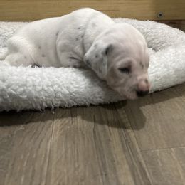Green collar boy - White and black male Dalmatian puppy in Wilson, North Carolina from New Horizonz Dalmatians