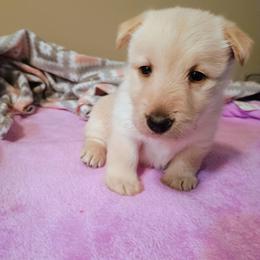 Wheaten girl - Wheaten female Scottish Terrier puppy in Smiths Grove, Kentucky from Moore's We Little Farm AKC Scotties