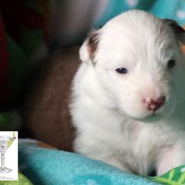 Martini - Red tri-color female Australian Shepherd puppy in Springville, New York from RisingStar Australian Shepherds