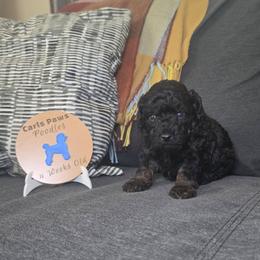 Starr - Phantom female Poodle puppy in Plainfield, New Jersey from Caris Paws Poodles and Labradoodles