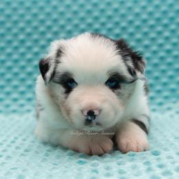 Carter - Blue merle male Miniature Australian Shepherd puppy in Lacombe, Louisiana from Indigo River Aussies