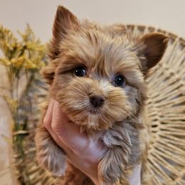 Gema - Gold female Yorkshire Terrier puppy in Moses Lake, Washington from Harmony Hills Yorkies