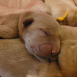 Light pink - Golden female Golden Retriever puppy in Greensburg, Kentucky from Southern Springs Goldens