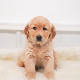 Golden Retriever, Miniature American Shepherd, and Siberian Husky Puppies from HuskiesAndGoldensWithFinesse