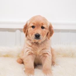 Golden Retriever, Miniature American Shepherd, and Siberian Husky Puppies from HuskiesAndGoldensWithFinesse