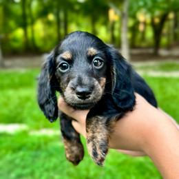 Rosalina (Dolly) - Brindle female Dachshund puppy in El Dorado, Arkansas from LovelylilDoxies