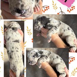 Wool - Merle female Great Dane puppy in Wellsville, New York from Prophecy Danes