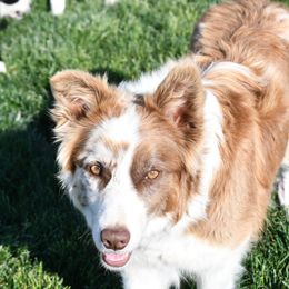 Meg - Border Collie
