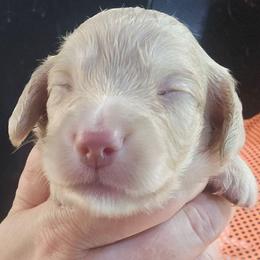 Daemon - Cream male Dachshund puppy in Bigfork, Minnesota from Long Ears and Long Dogs Ranch