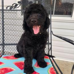Percilla - Black female Sheepadoodle puppy in Owensville, Missouri from Oak Valley Kennels