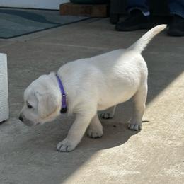 Purple girl - Yellow female Labrador Retriever puppy in Eagle Point, Oregon from Stonegate Labradors