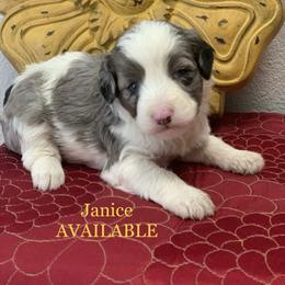 "Take me home on 7/25/21 $3500" Aussiedoodle Puppies from Backyard Doodles
