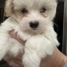 Dottie - White female Coton de Tulear puppy in Pflugerville, Texas from Beethoven’s Cotons