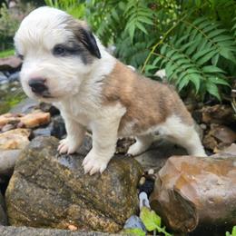 Griz - Red and white male Saint Bernard puppy in Castle Rock, Washington from PNW Saint Berdoodles
