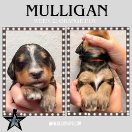 Mulligan (Orange collar) - Tri-color male Bernedoodle puppy in Boiling Springs, South Carolina from OlliePups, LLC