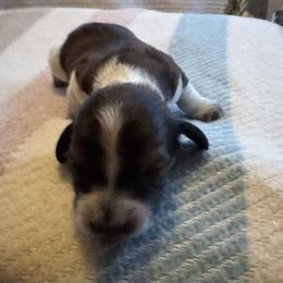 Stella - Piebald female Dachshund puppy in Summit, South Carolina from Doxies4Paws