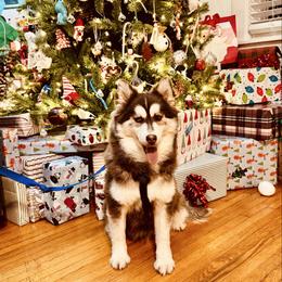 Button - Chocolate male Pomsky puppy in Murfreesboro, Tennessee from Middle Tennessee Pomskies