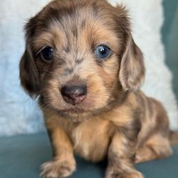 Harry AKC 5500 - Dapple male Dachshund puppy in Krum, Texas from Tired Chef Dachshunds
