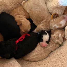 Red - Phantom female Bernedoodle puppy in Travelers Rest, South Carolina from Bernedoodle.do